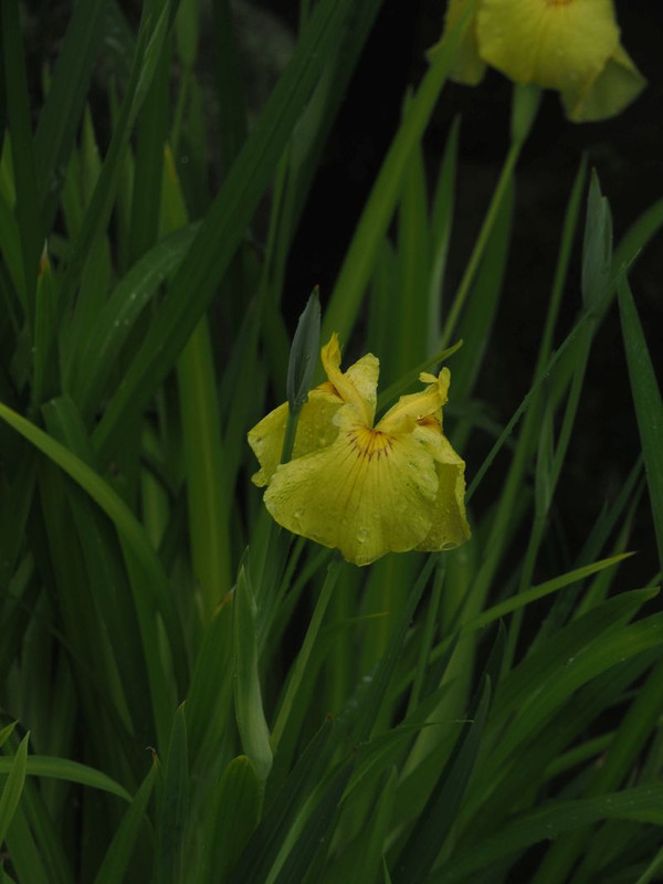 P5307531
