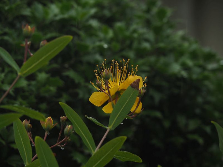 P5307534