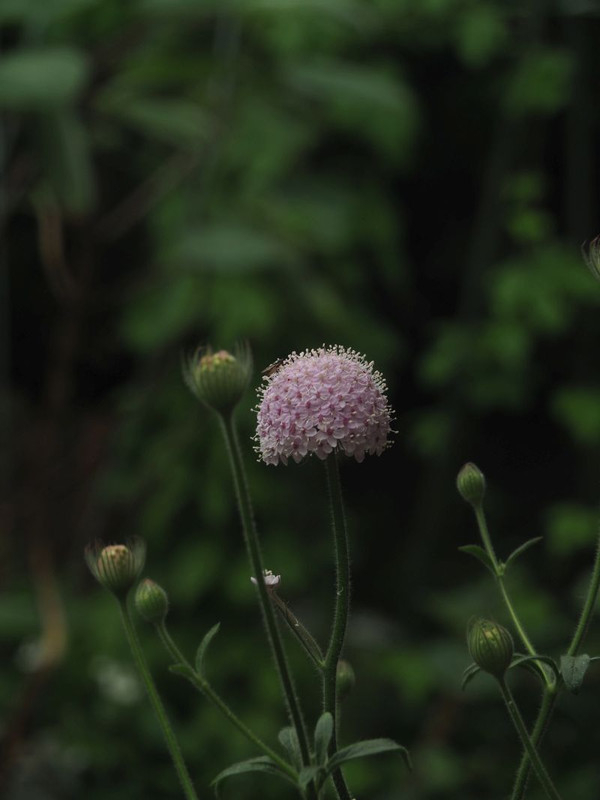 P5307540