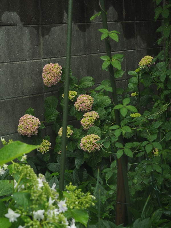P5307545