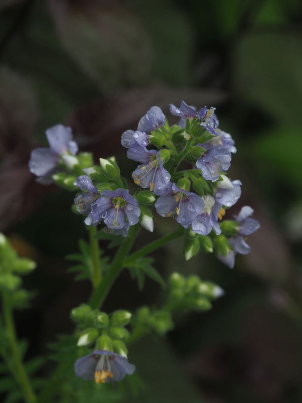 P5307549