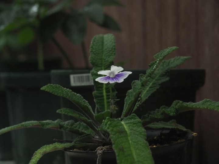 P5307554p
