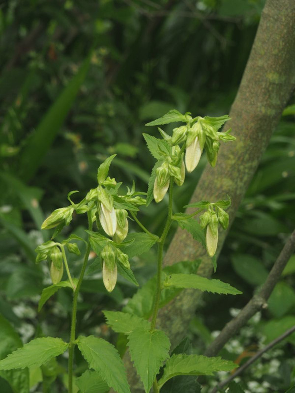 P5317578