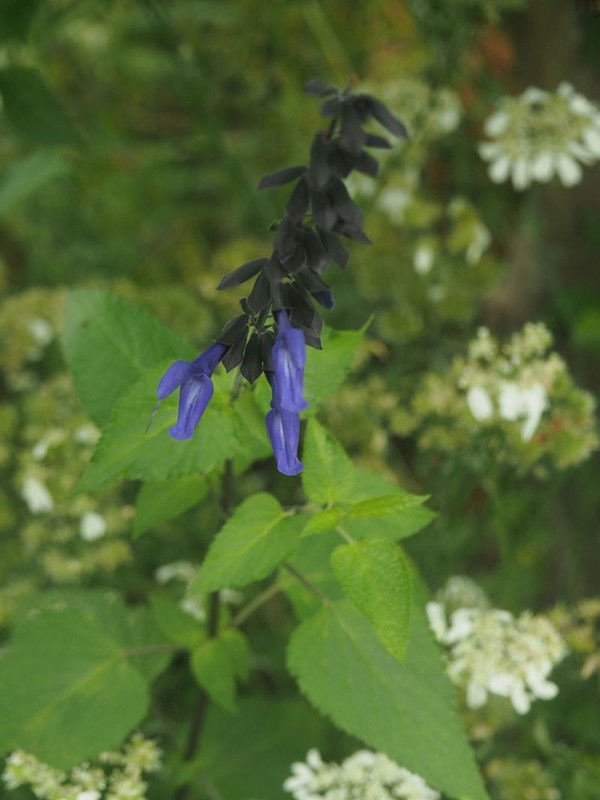 P5317593