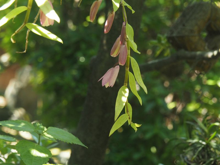 P6017621
