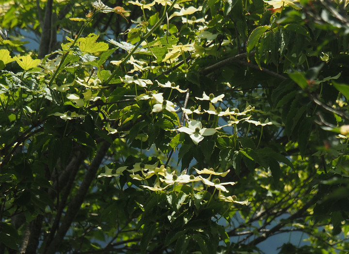 P6037736