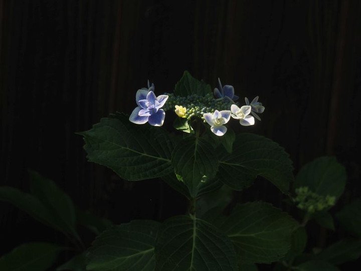 P6047904