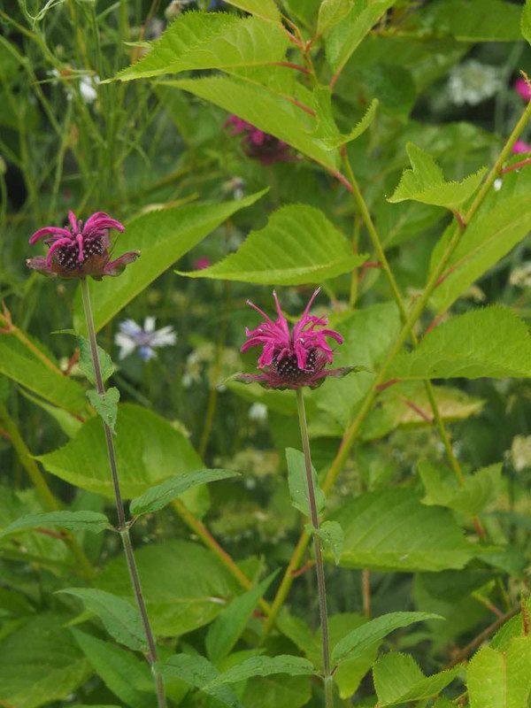 P6057918