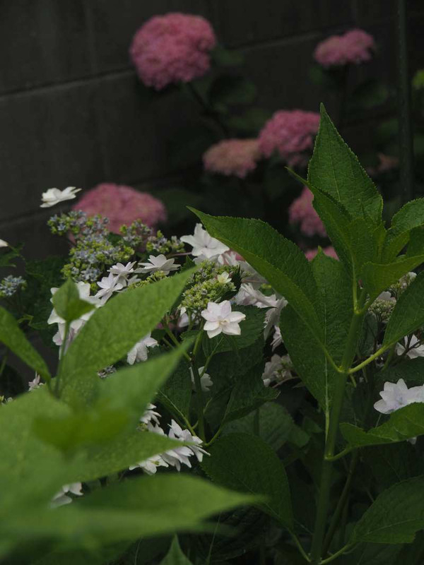 P6057922