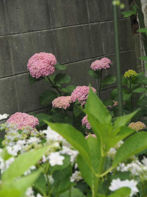 P6057923