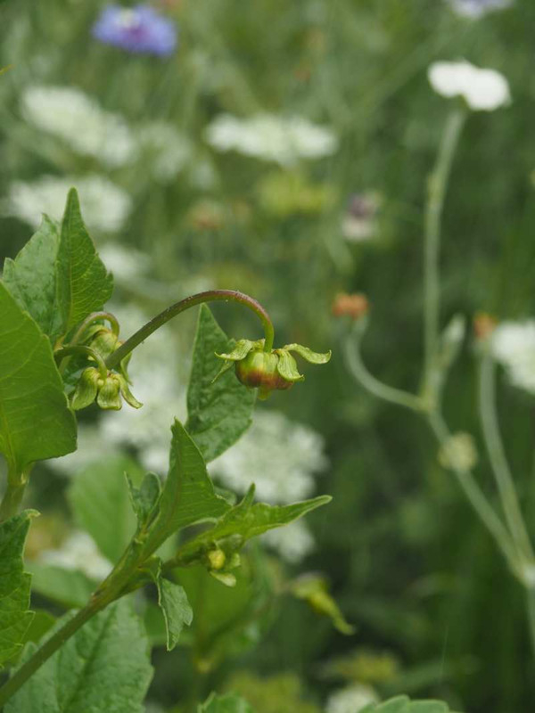 P6057926