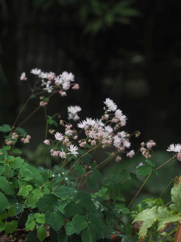 P6067939