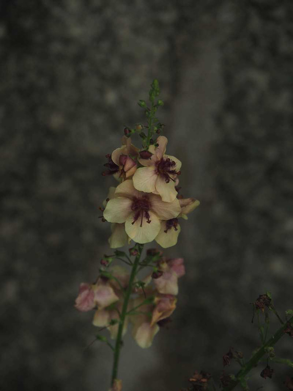 P6087962