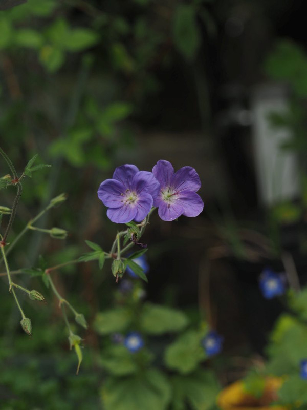 P6108291