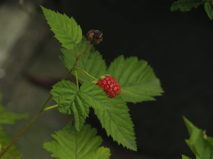 P6108302
