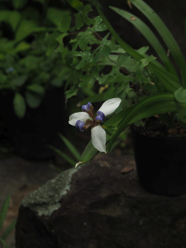 P6118315
