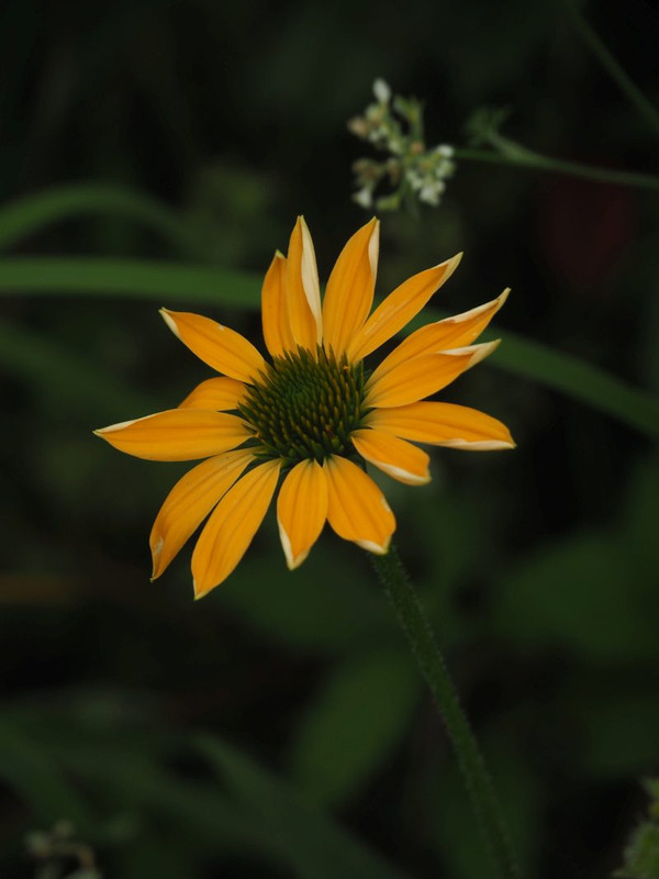 P6118318