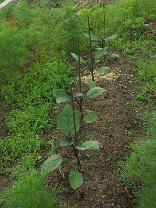 P6118325