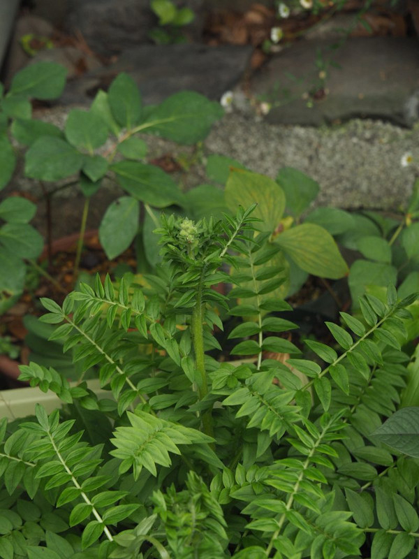 P6128332