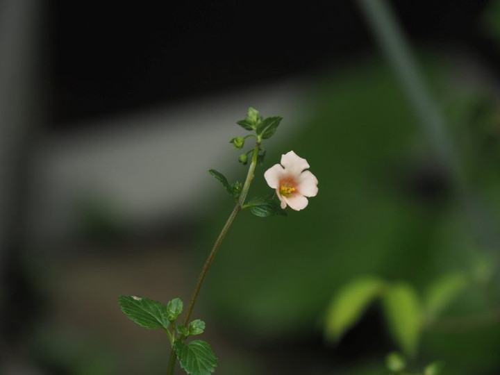 P6128333