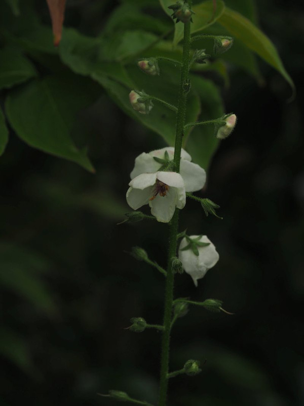 P6128335