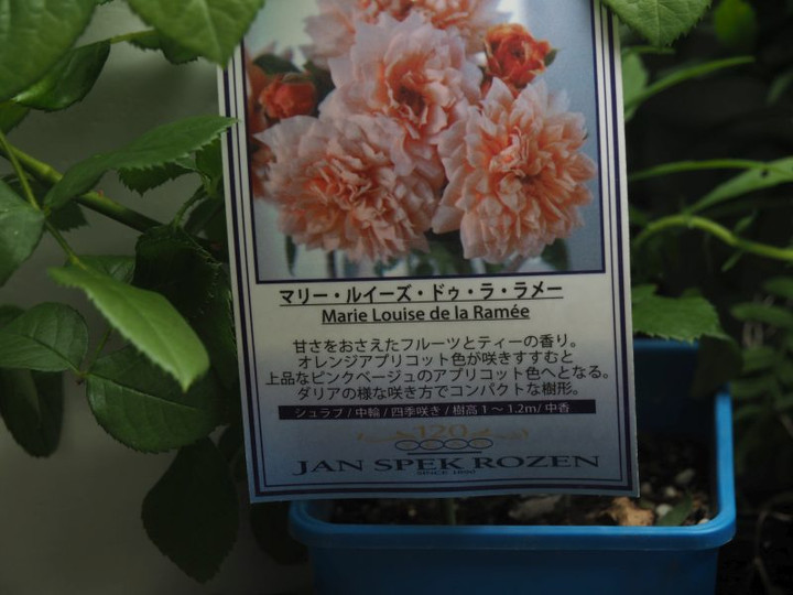 P6158402