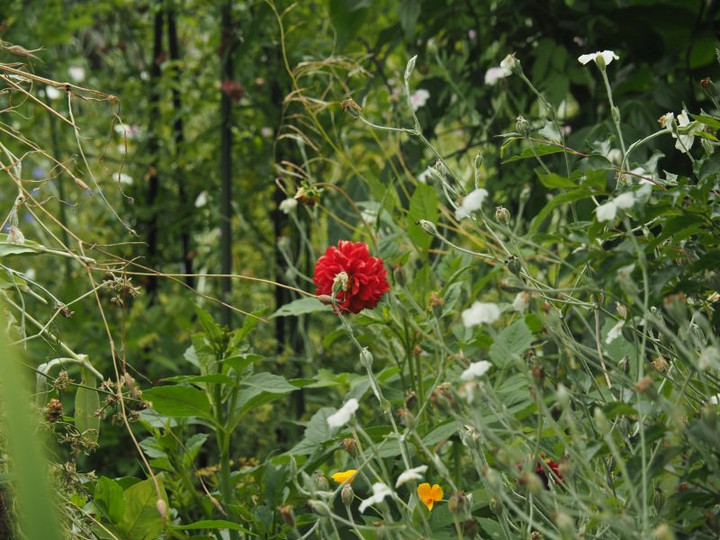 P6158418