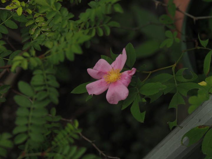 P6158420