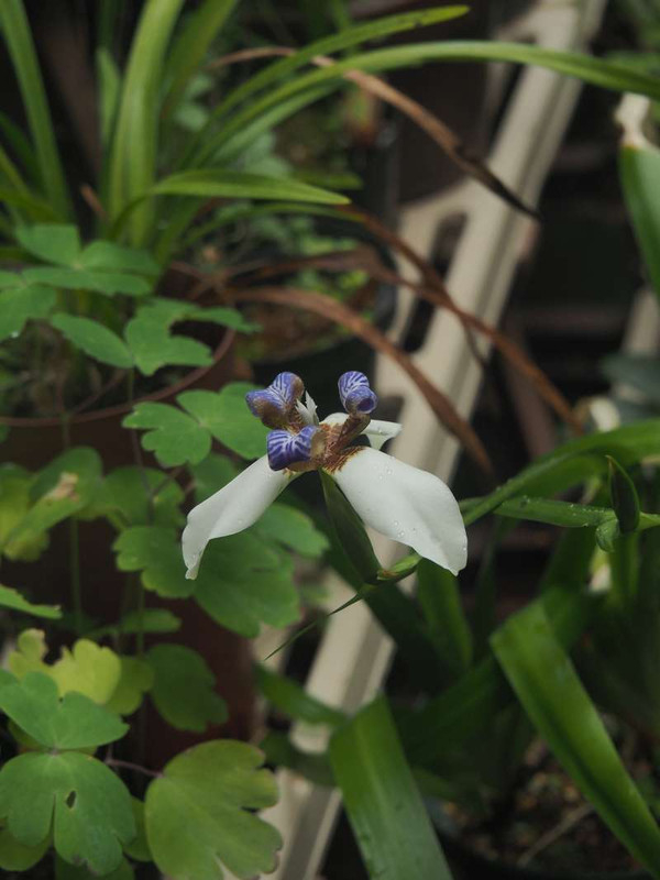 P6198503