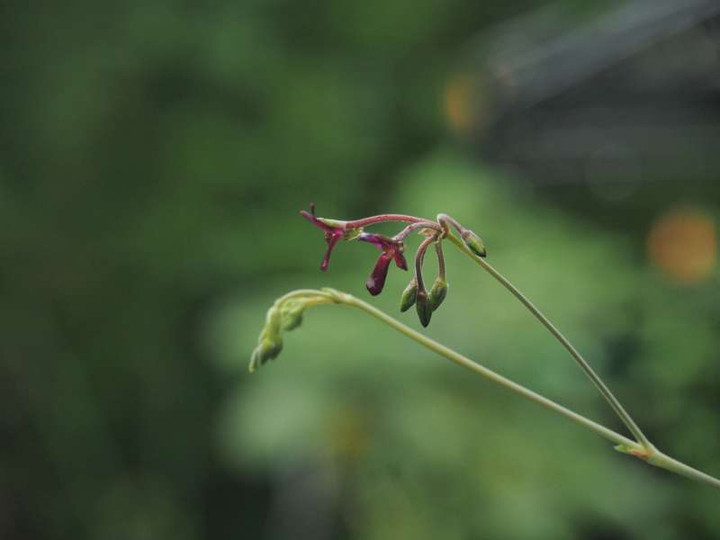 P6208513