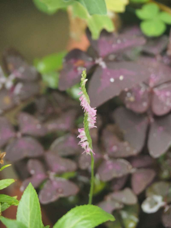 P6208514
