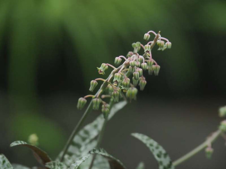 P6208515