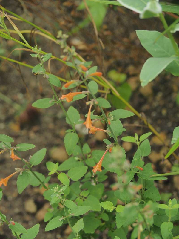 P6208522