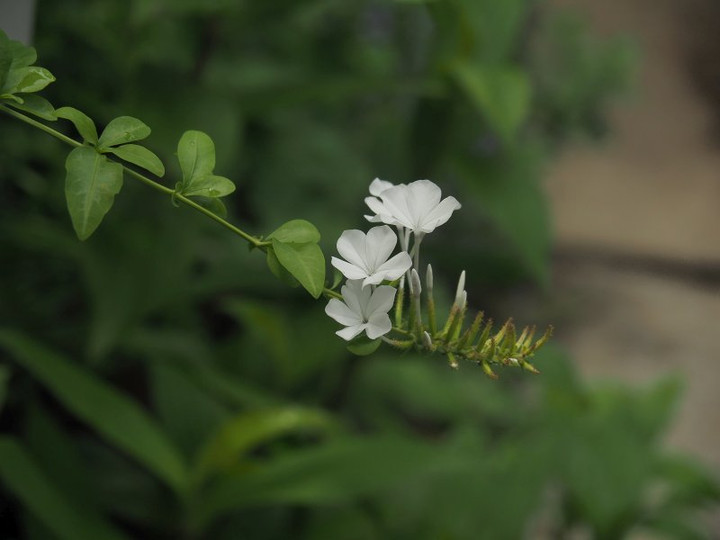 P6218536
