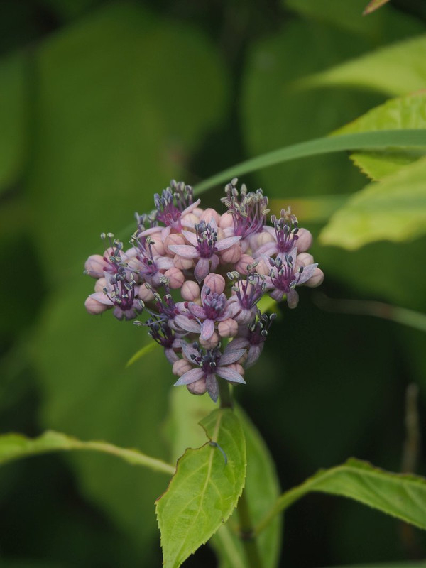 P6218535