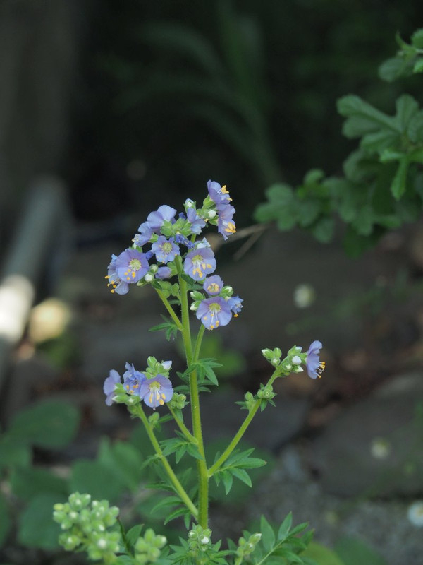 P6228552