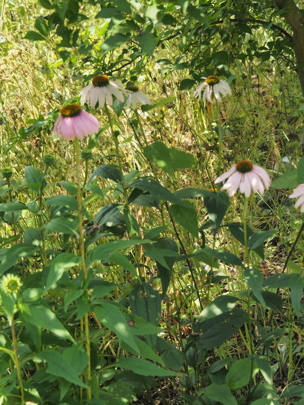 P6228559