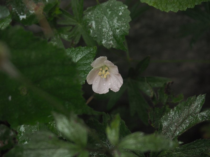 P6238566