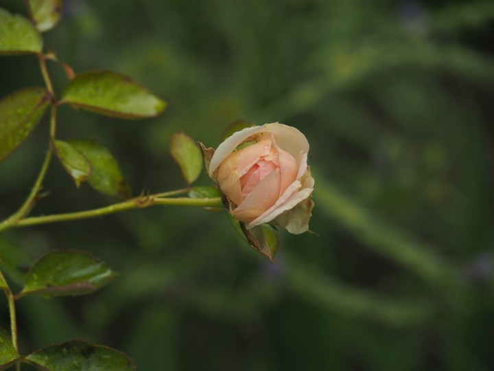 P6238573