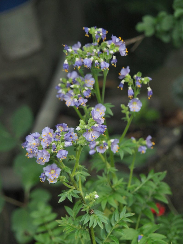 P6268716