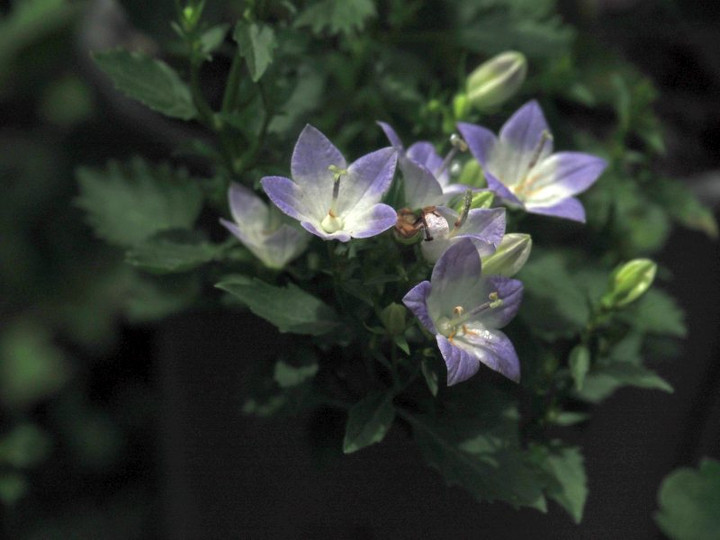 P6278720