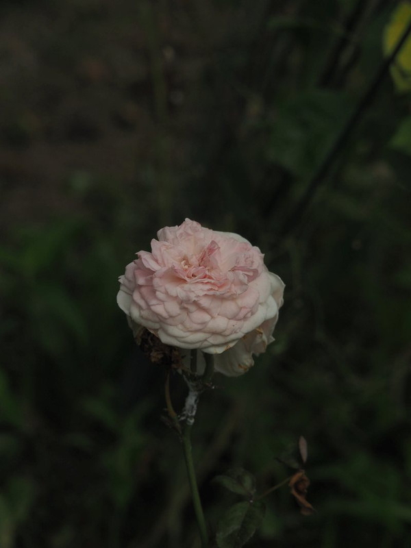 P6278722