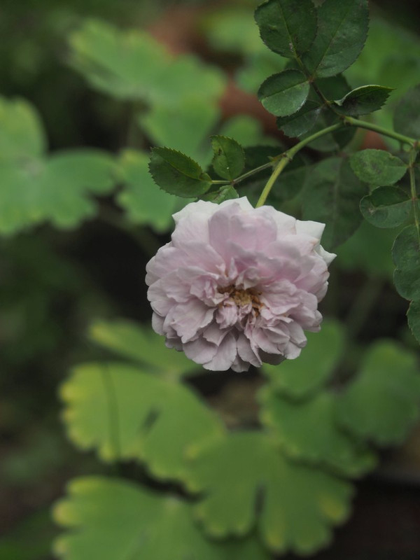 P7038732
