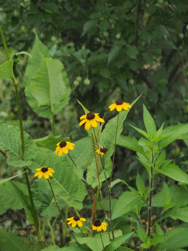 P7038736r