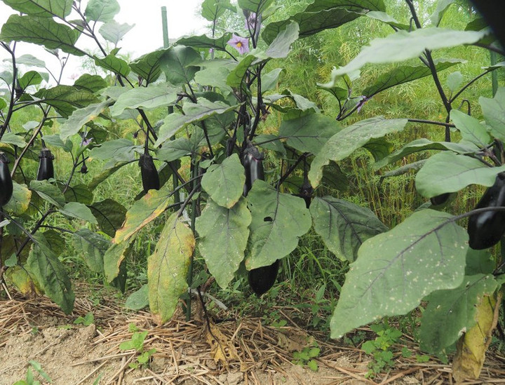 P7038741