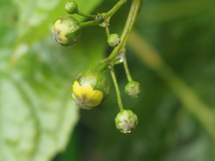 P7058753g