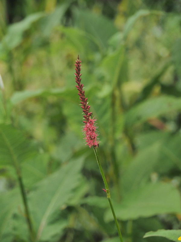 P7088770