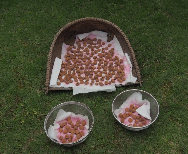 P7118795umebosi