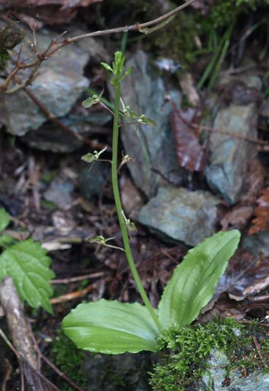 P6110610seitakasuzumusisou