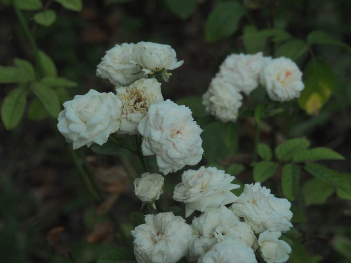 P7249154